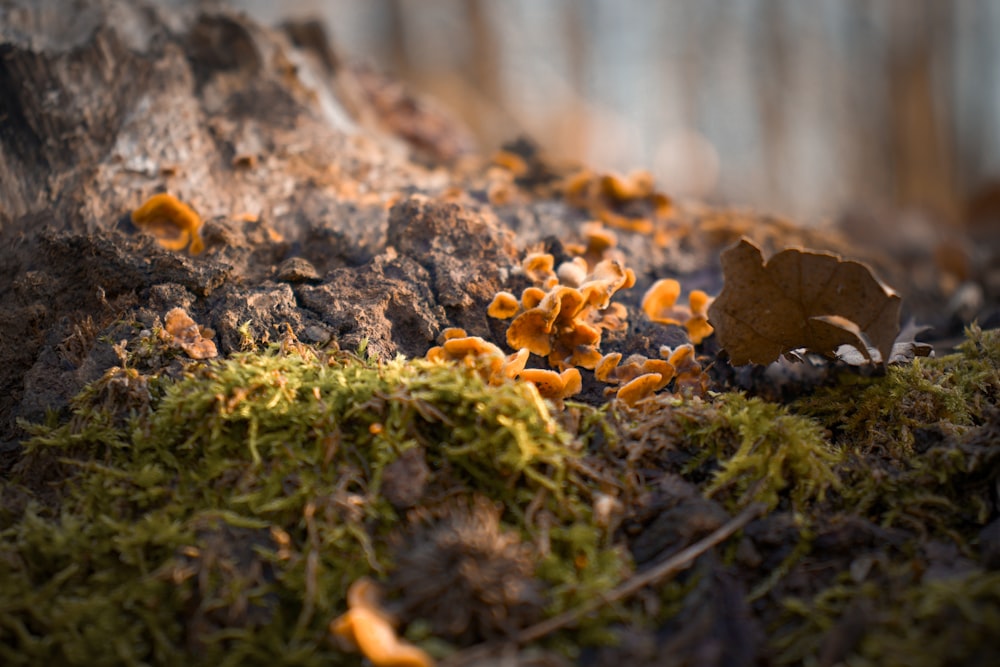 a bunch of mushrooms that are on the ground