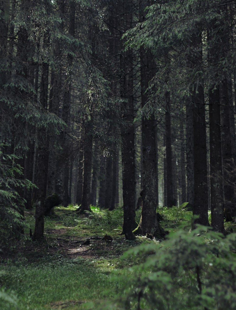 a forest filled with lots of tall trees