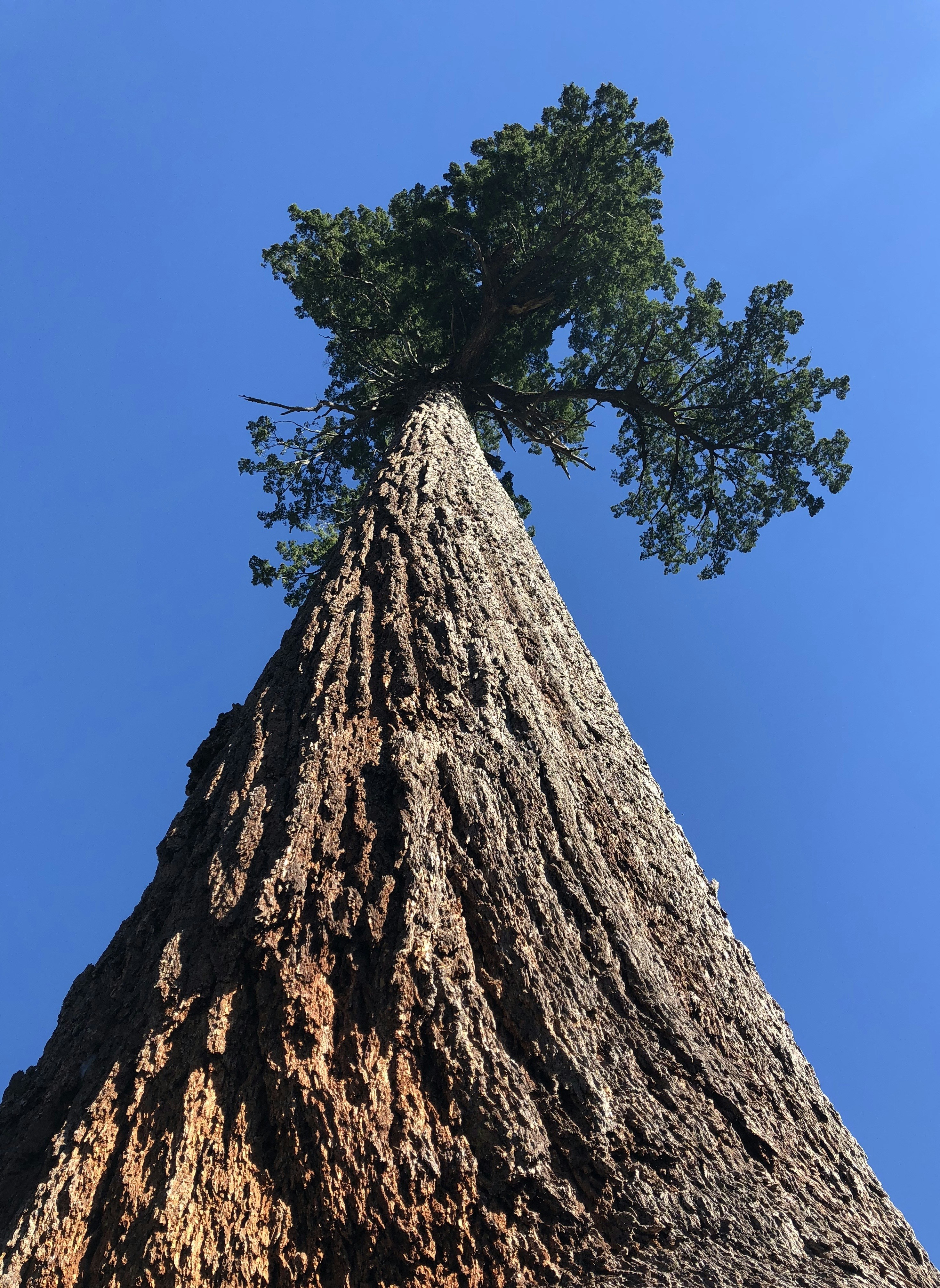 un árbol muy alto en la cima de una roca
