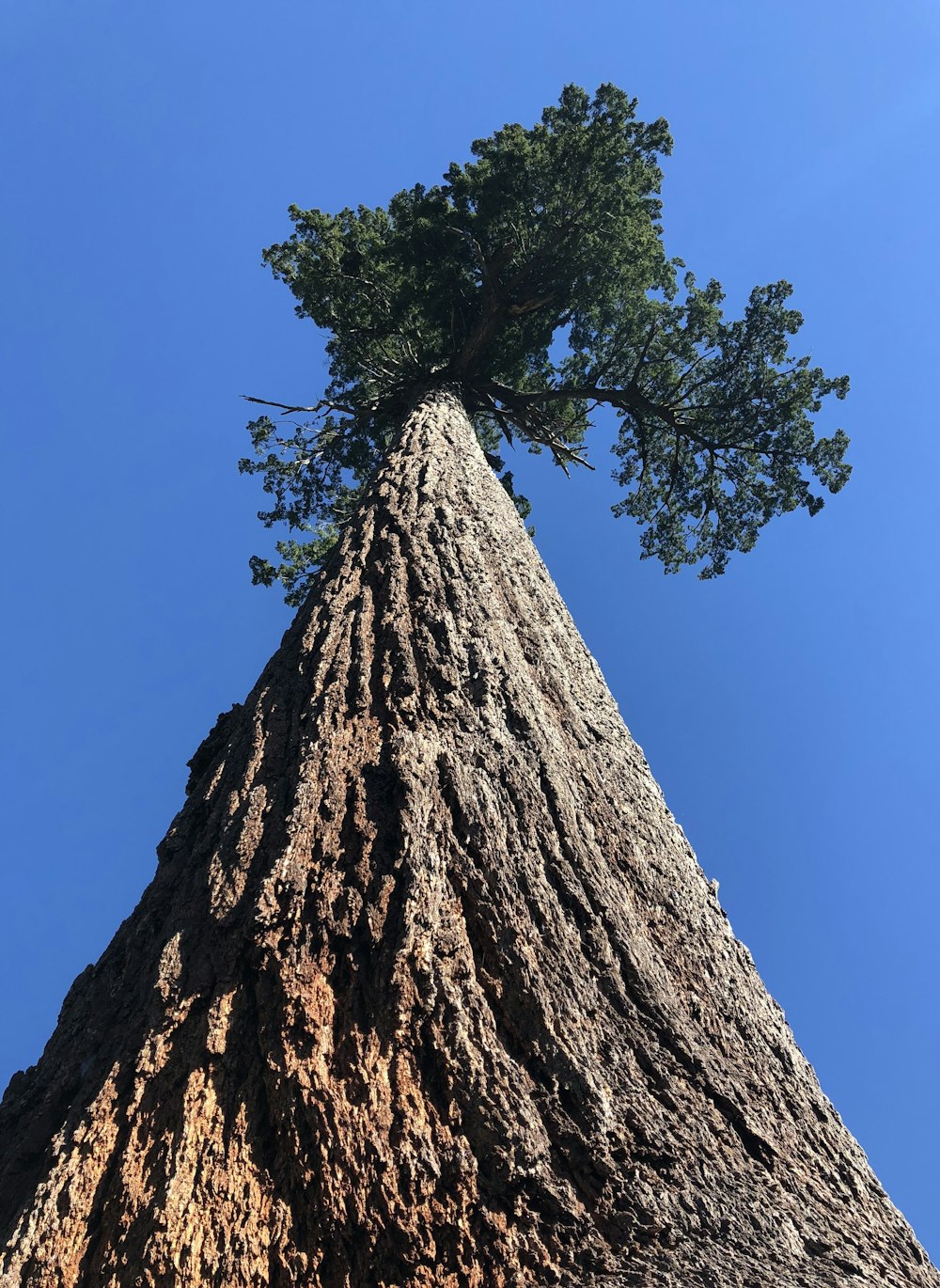 a very tall tree on top of a rock