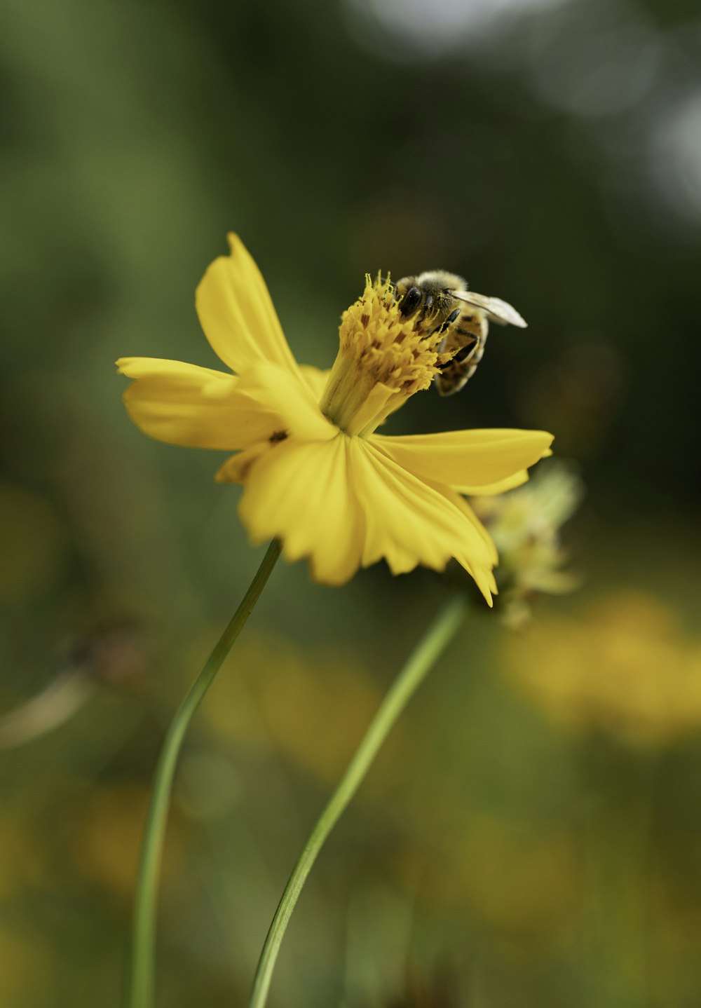 une fleur jaune avec une abeille dessus