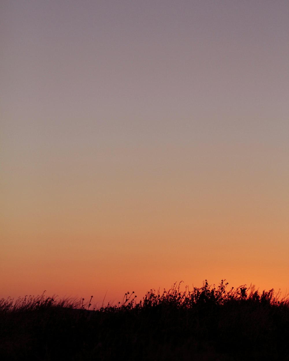 a giraffe standing in a field at sunset