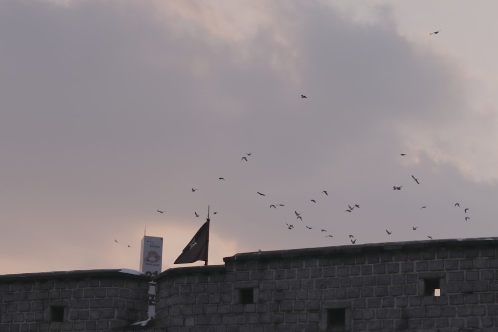 a flock of birds flying over a brick wall