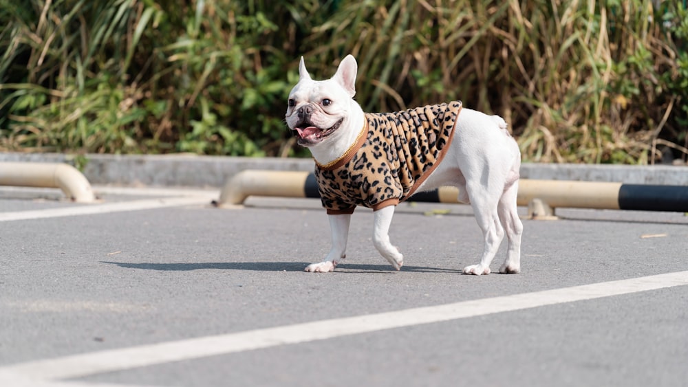 um pequeno cão branco vestindo um suéter de estampa de leopardo