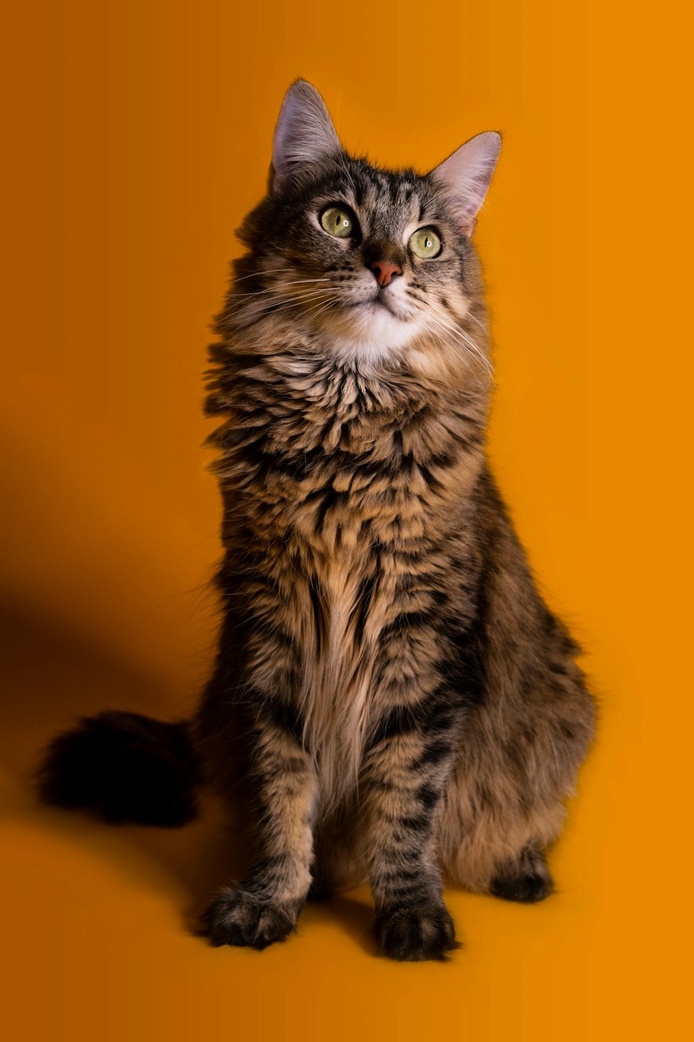 a cat is sitting on a yellow background