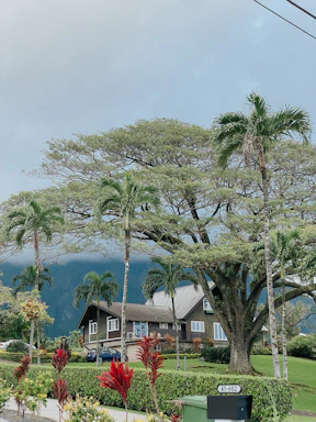 A welcoming front porch of a large Hawaiian monster house surrounded by lush tropical plants under a bright sky.