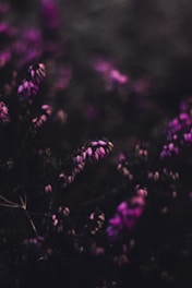 a bunch of purple flowers in a field