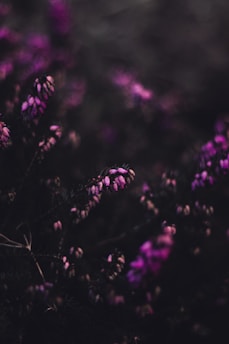 a bunch of purple flowers in a field