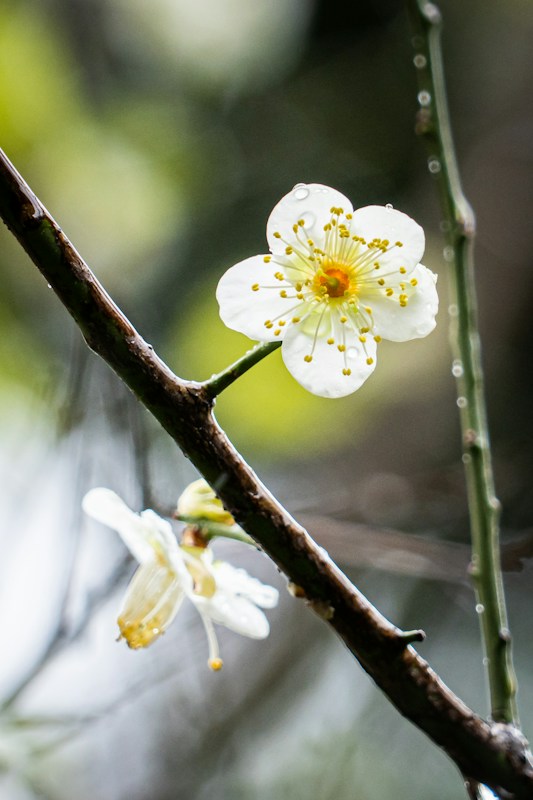 枝頭上一朵盛開的白色梅花特寫，花蕊呈黃色