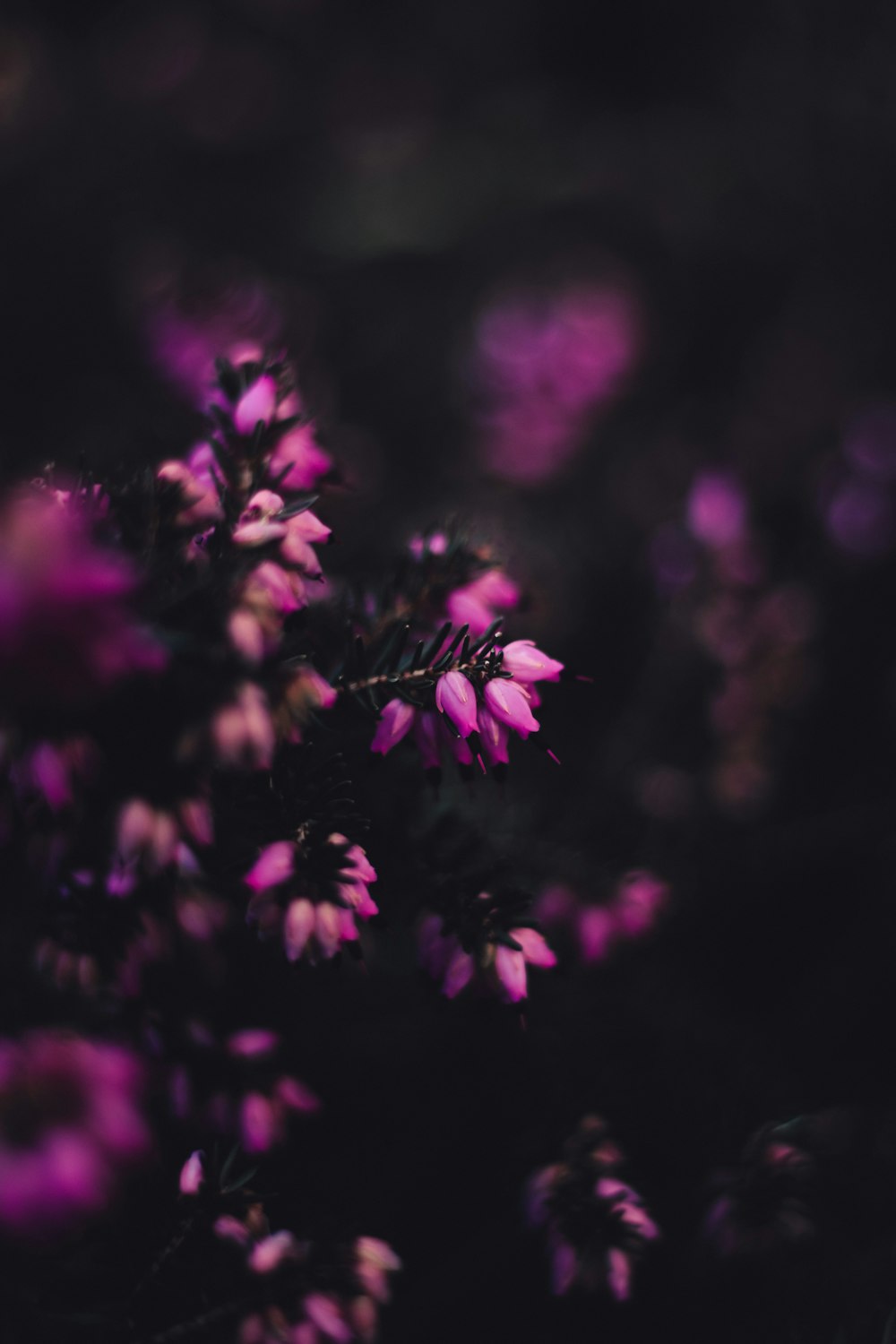 a bunch of purple flowers in a field