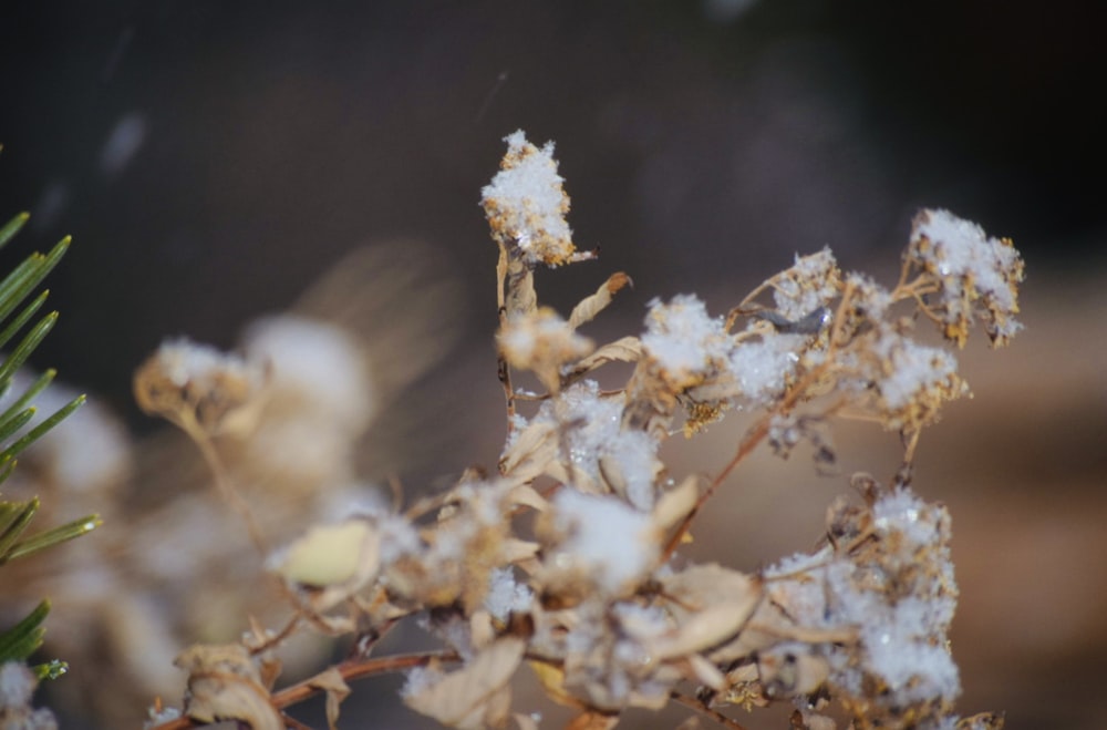 a close up of a plant with snow on it