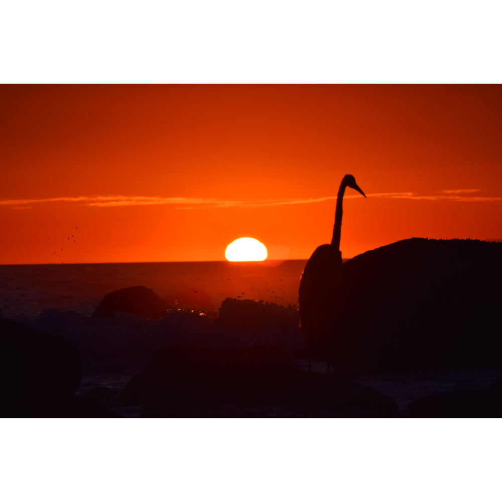 a large bird standing on top of a beach at sunset