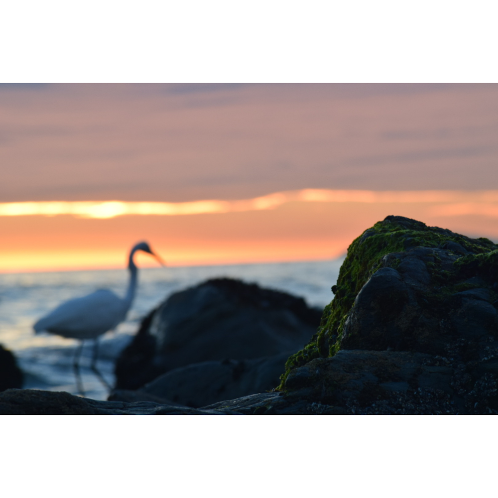 a white bird standing on top of a rock next to the ocean