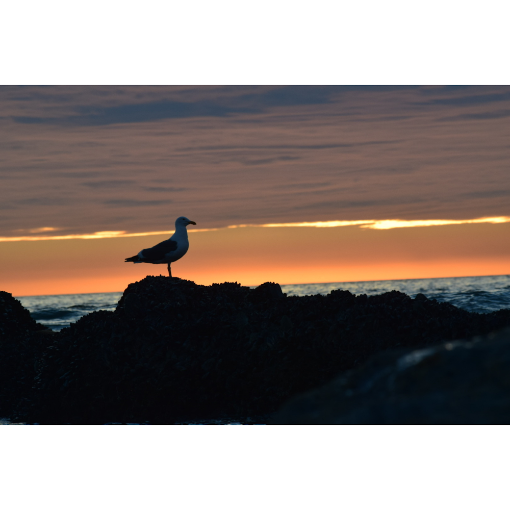 a seagull standing on a rock at sunset