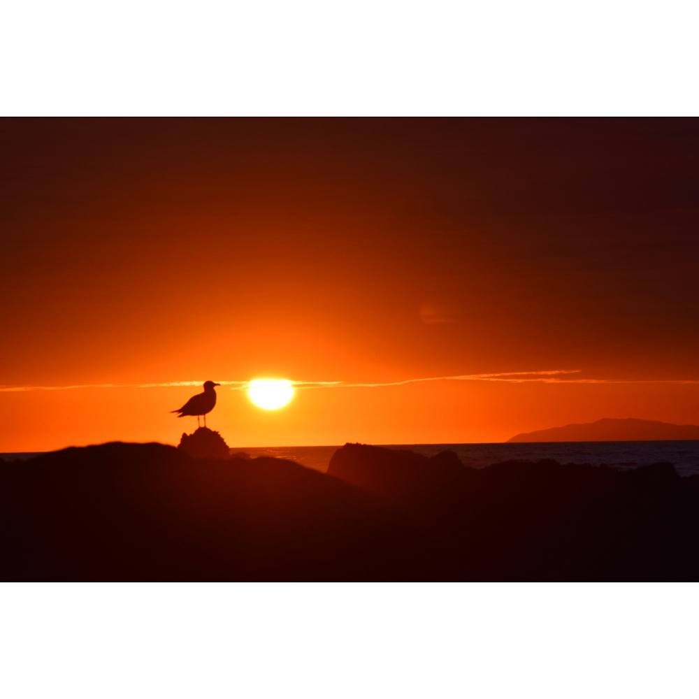 a bird sitting on top of a rock at sunset