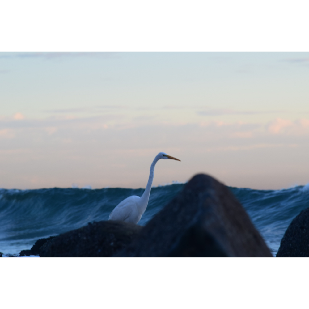 a white bird standing on top of a rock near the ocean