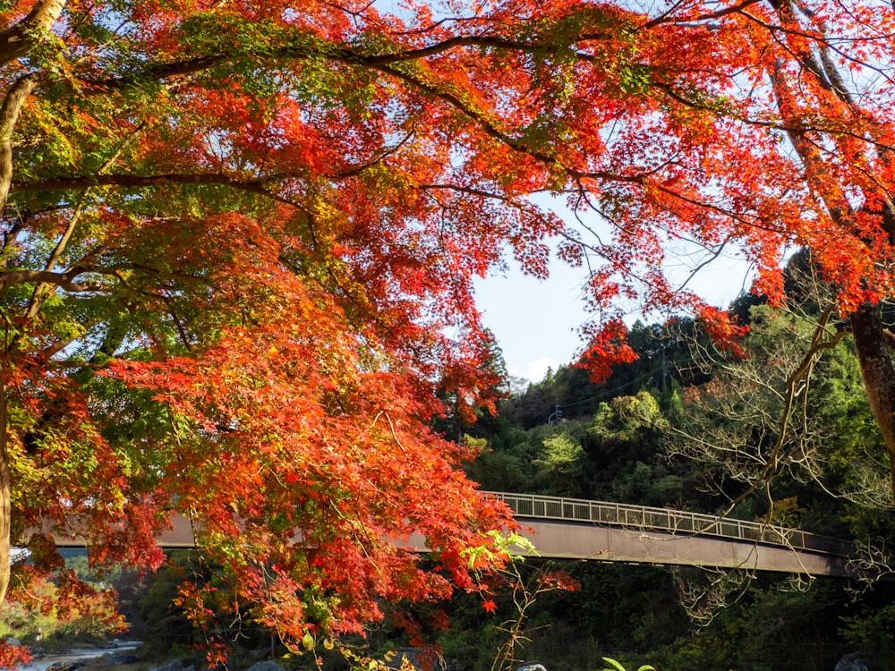 a bridge over a river surrounded by trees