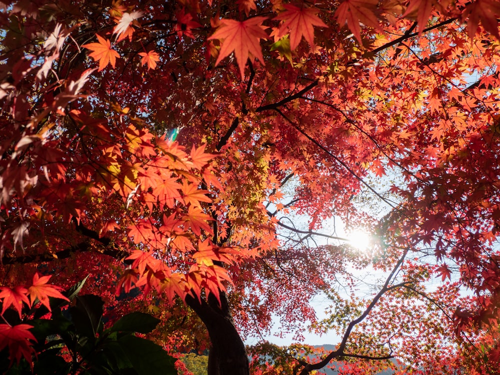 the sun shines through the red leaves of a tree