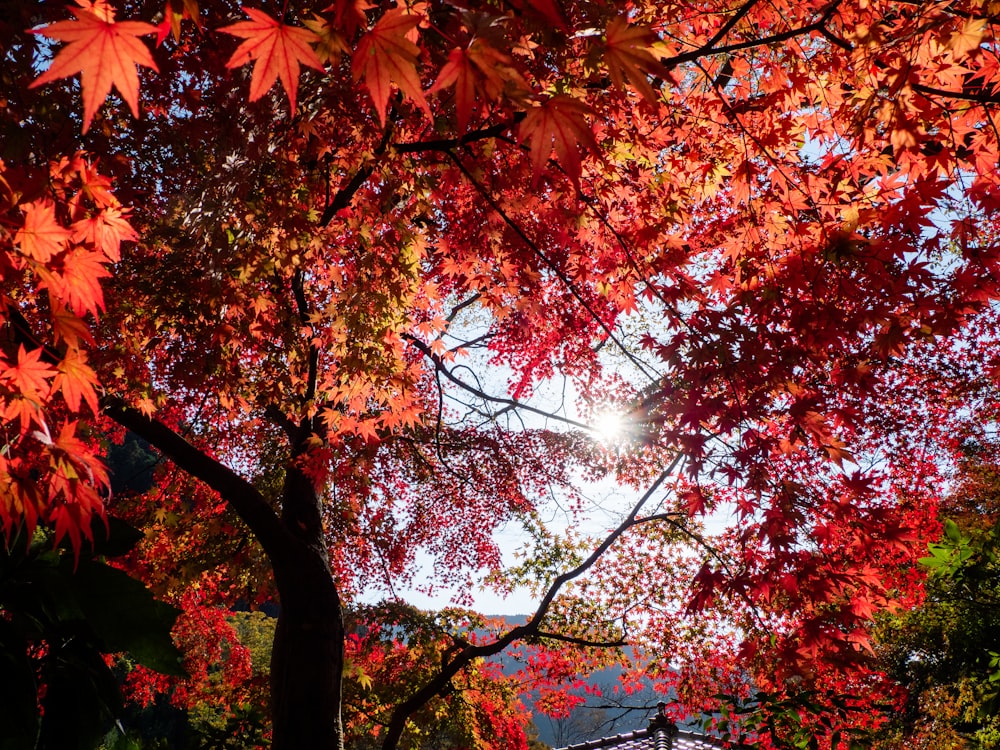 the sun shines through the red leaves of a tree