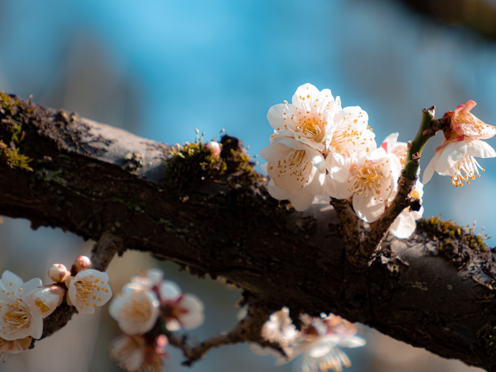 a branch of a tree with white flowers