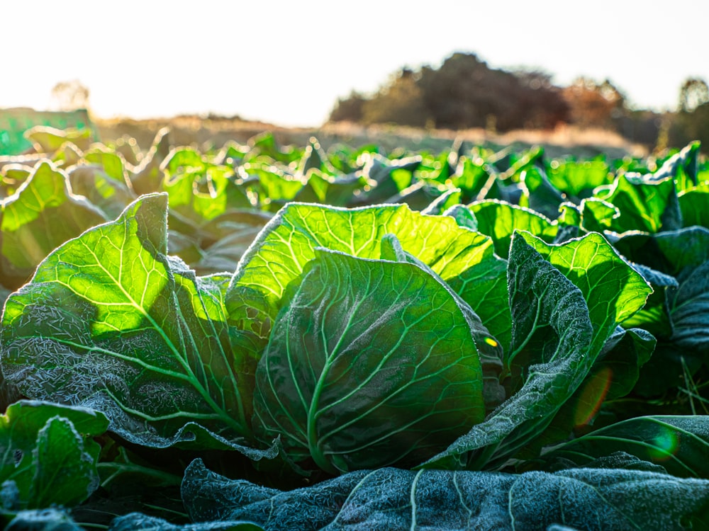 Un campo lleno de plantas de hojas verdes en un día soleado