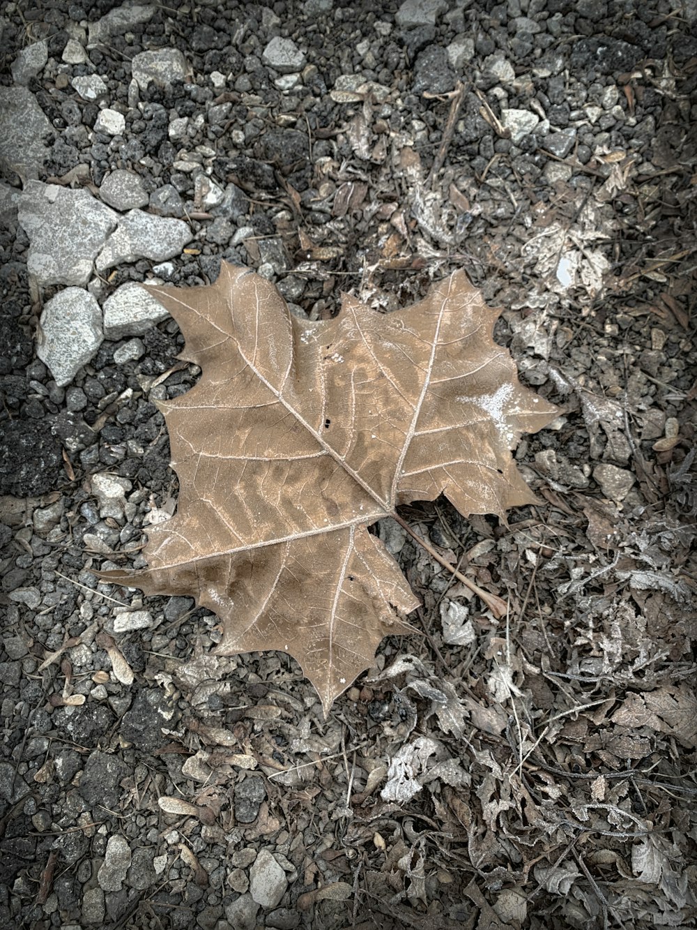 a leaf laying on the ground in the dirt