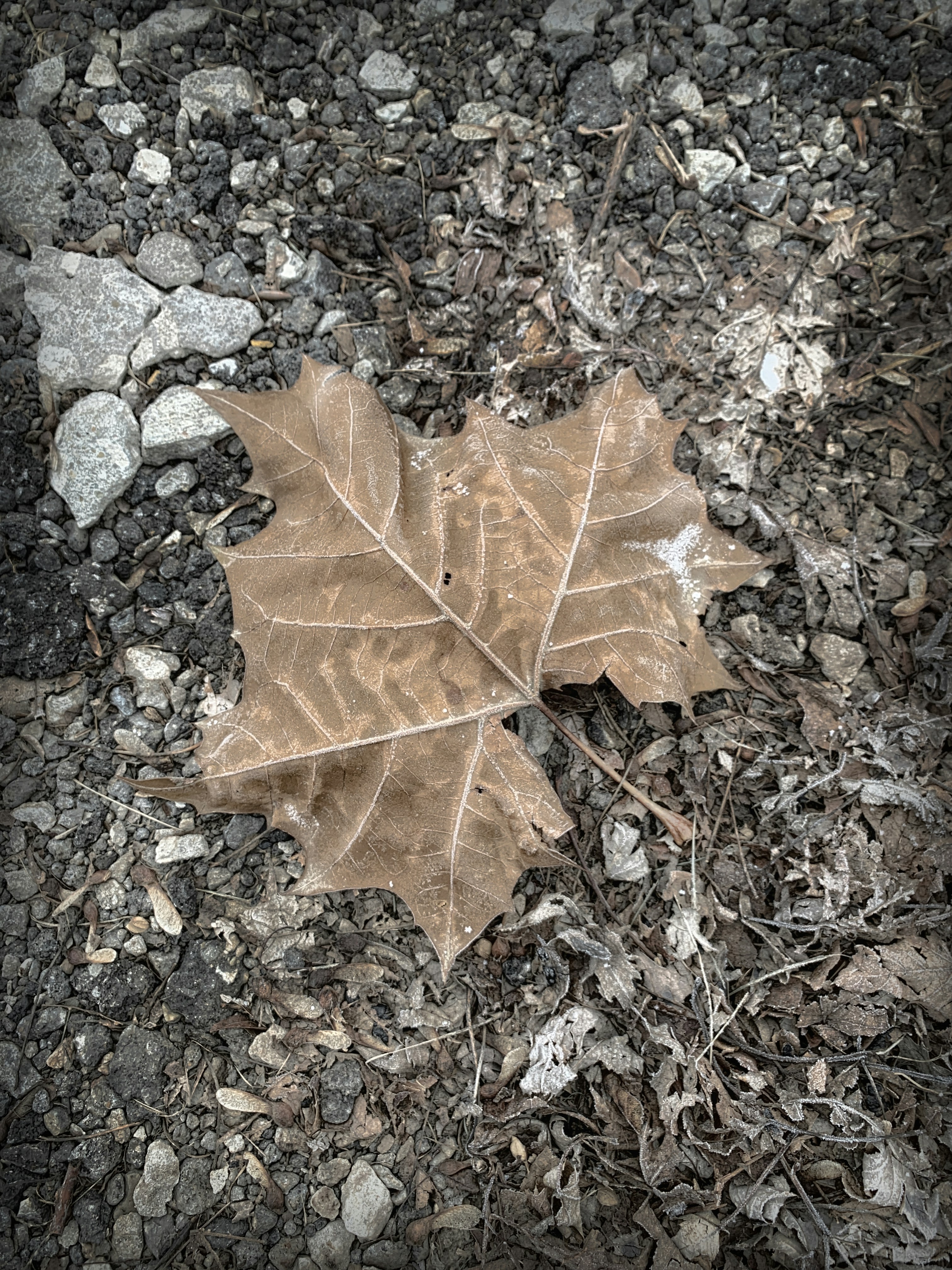 This frozen brown leaf stood out in contrast, as it rested gently on the rough black black soil beneath it.