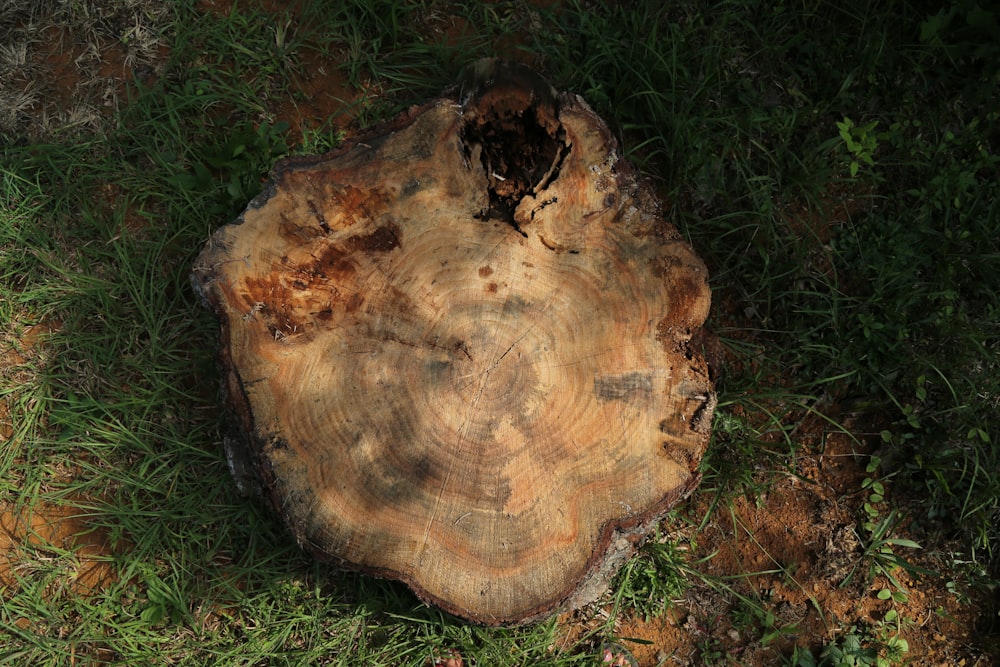 a piece of wood that is sitting in the grass