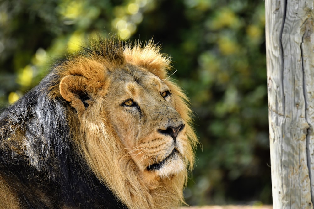 a close up of a lion near a tree