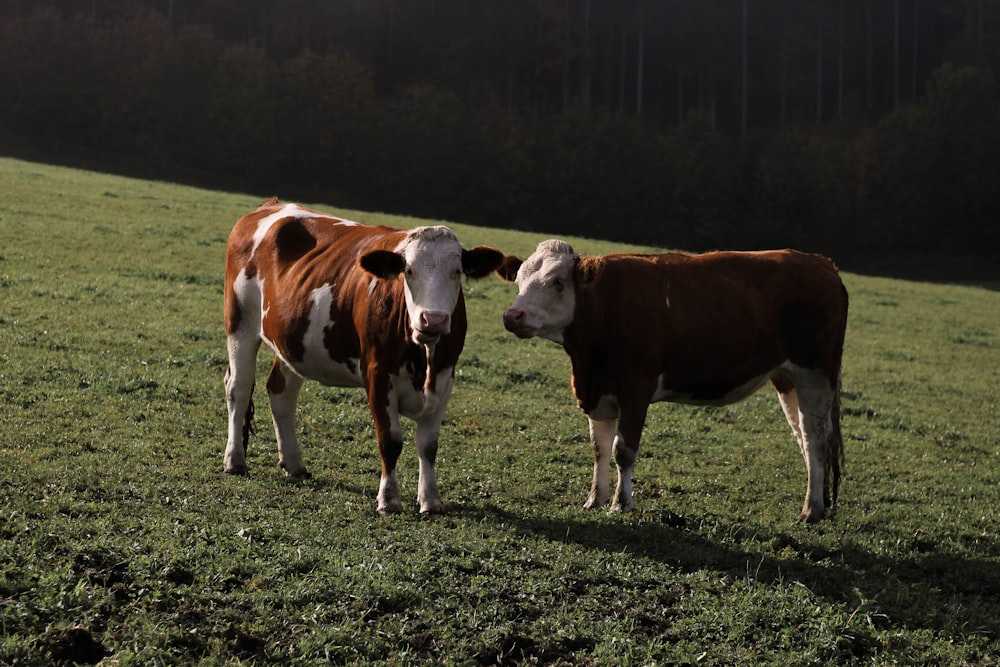 a couple of cows standing on top of a lush green field