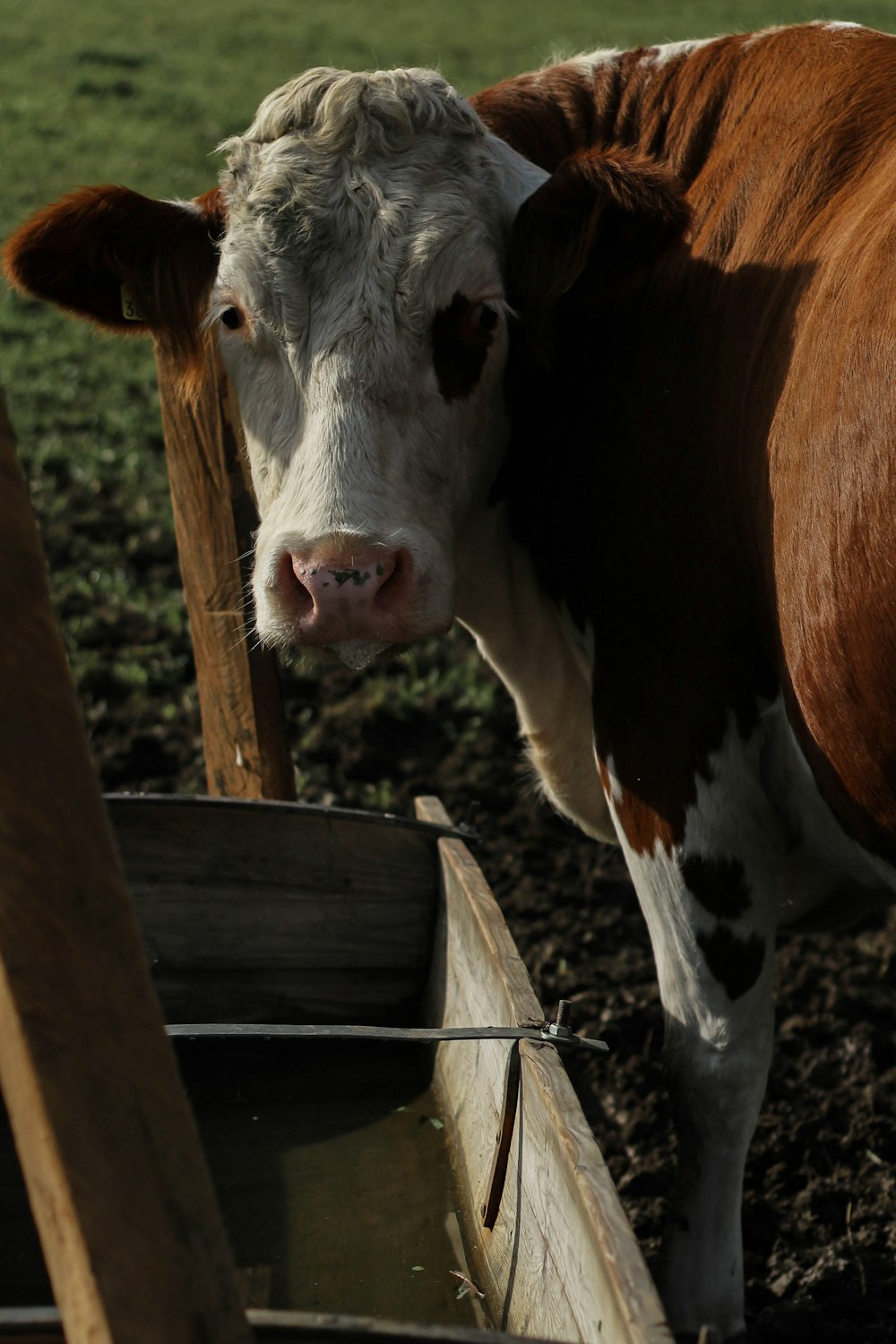 a brown and white cow standing next to a wooden fence