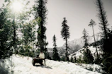 An ATV parked beside a mountain lake with tall pine trees in the background.