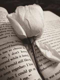 Delicate gold sparkles gently floating over an open book with a vintage rose beside it.