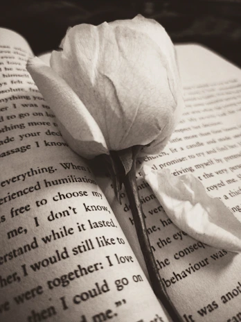 Delicate gold sparkles gently floating over an open book with a vintage rose beside it.