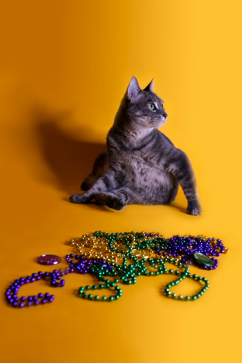 a cat sitting on the floor next to beads