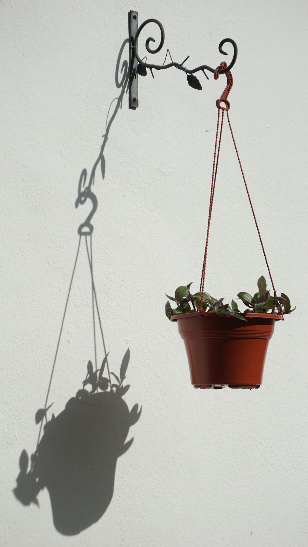 a potted plant hanging from a hook on a wall