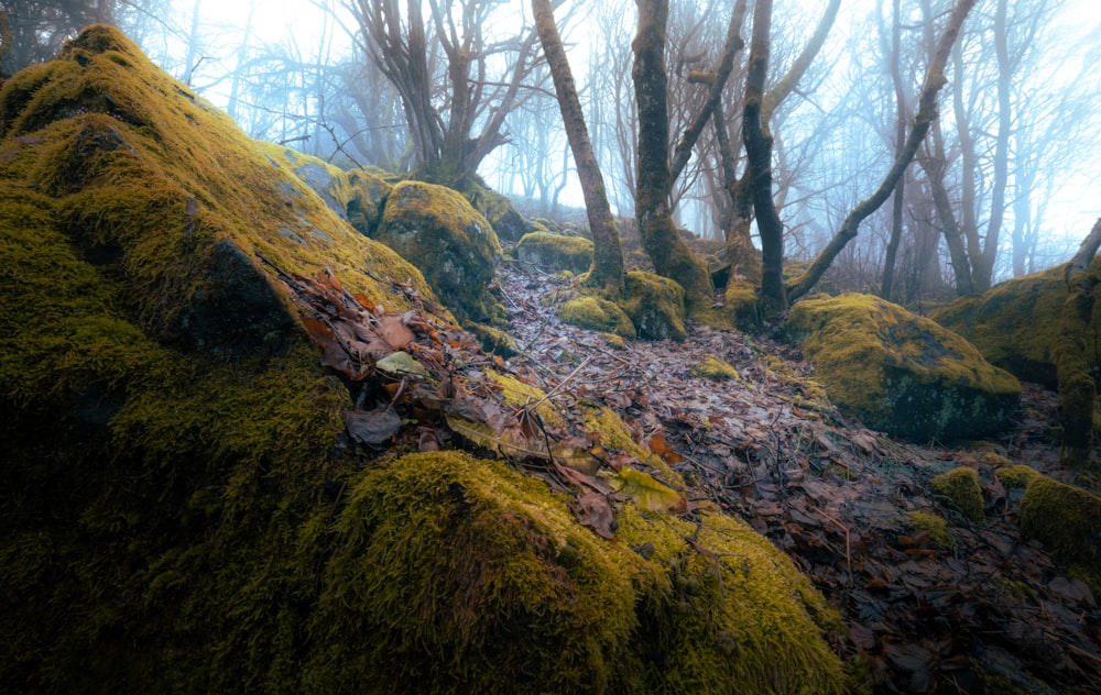 moss covered rocks and trees in a foggy forest
