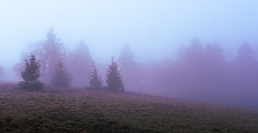 a foggy field with trees on a hill