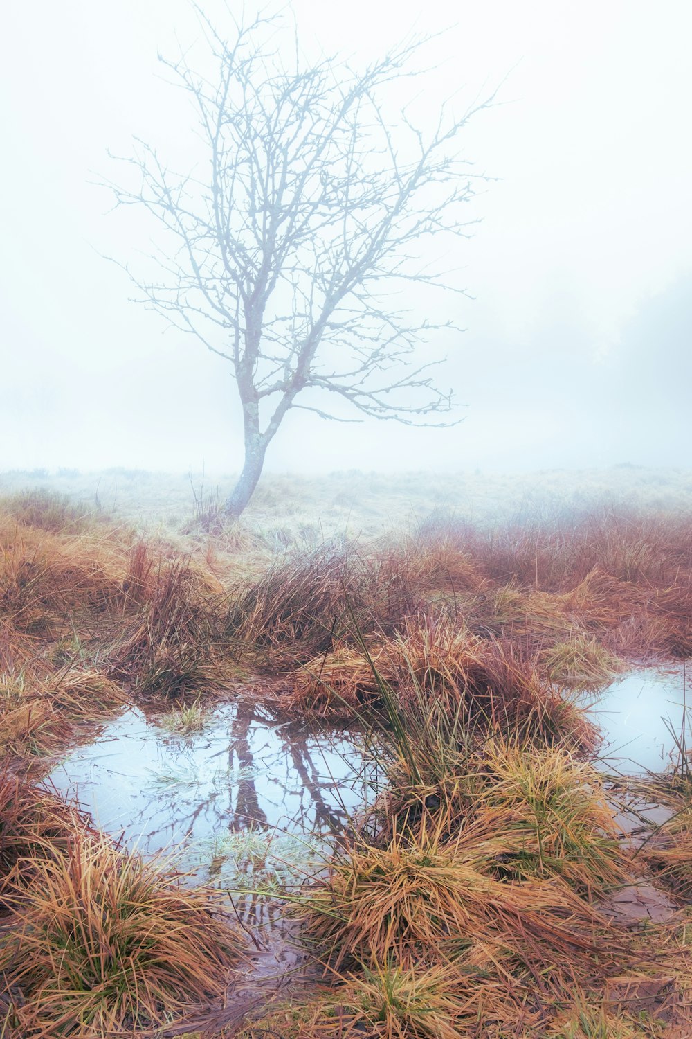 a lone tree in the middle of a foggy field