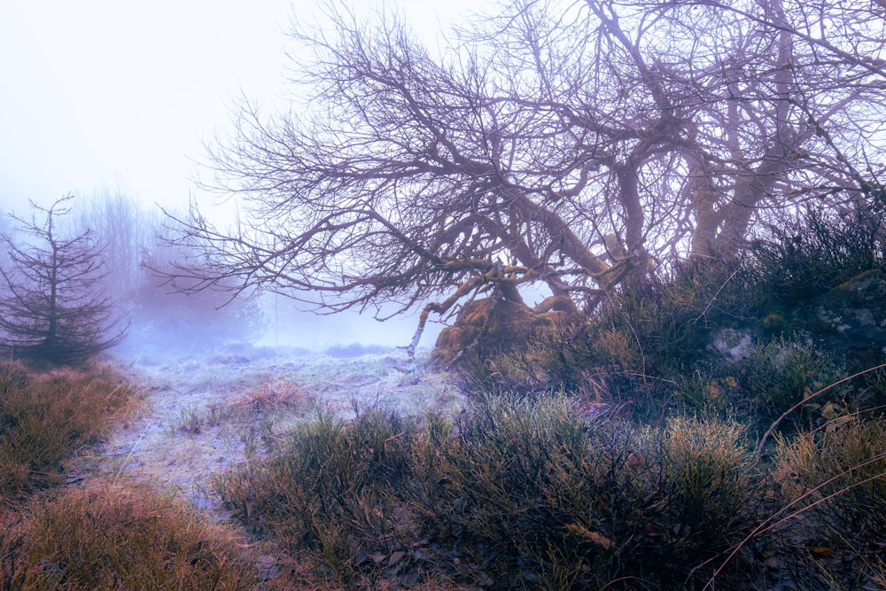 a foggy field with trees and bushes in the foreground