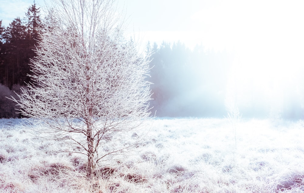 a frosty tree in a field with trees in the background