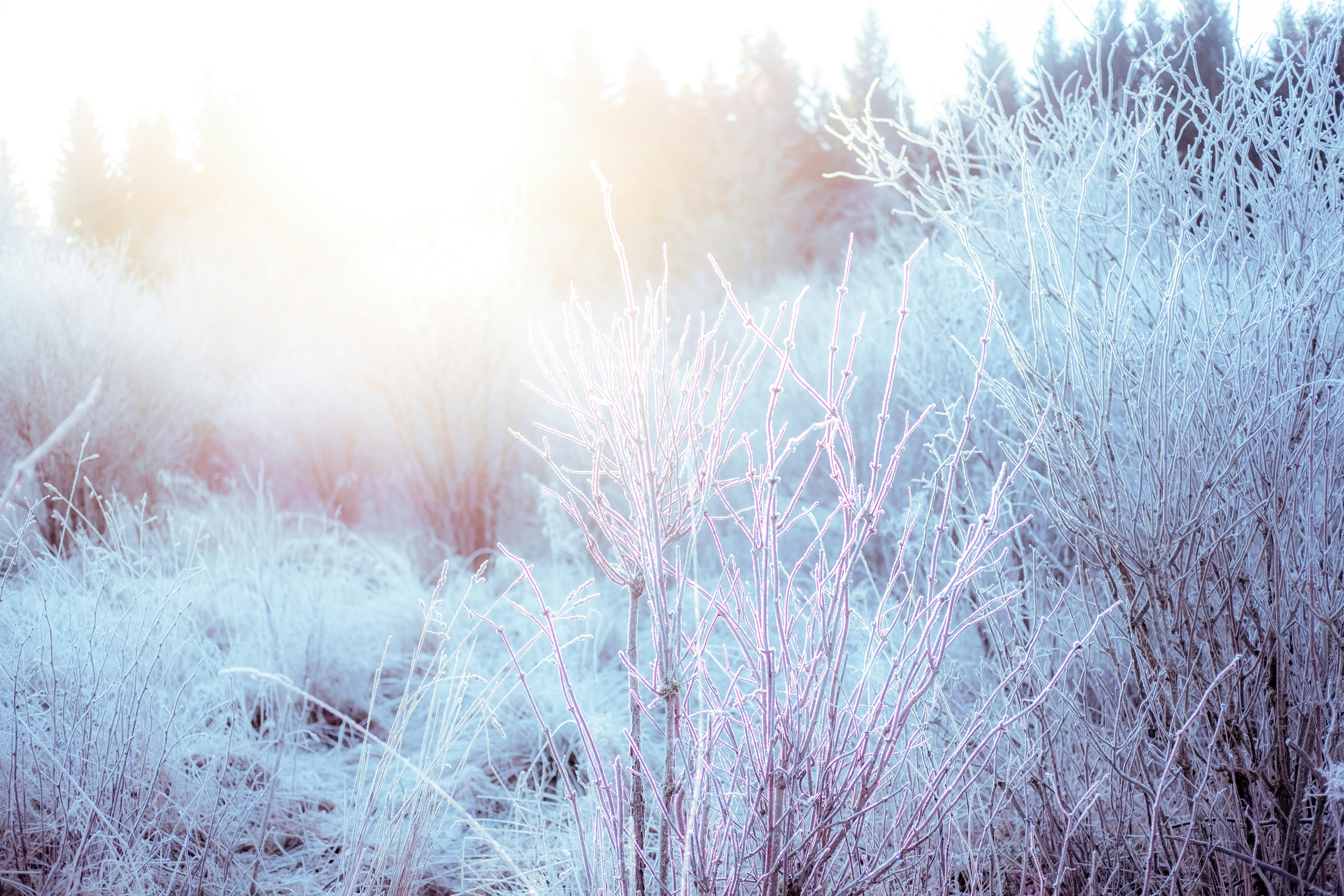Frosty field with trees in background