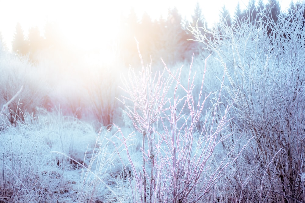 a frosty field with trees in the background