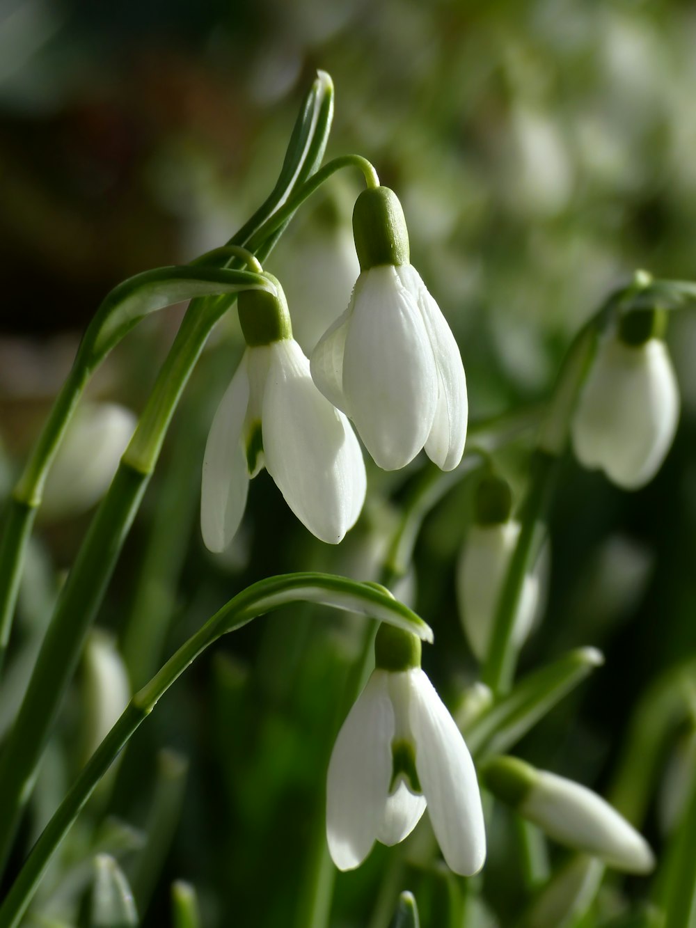 a close up of a bunch of white flowers