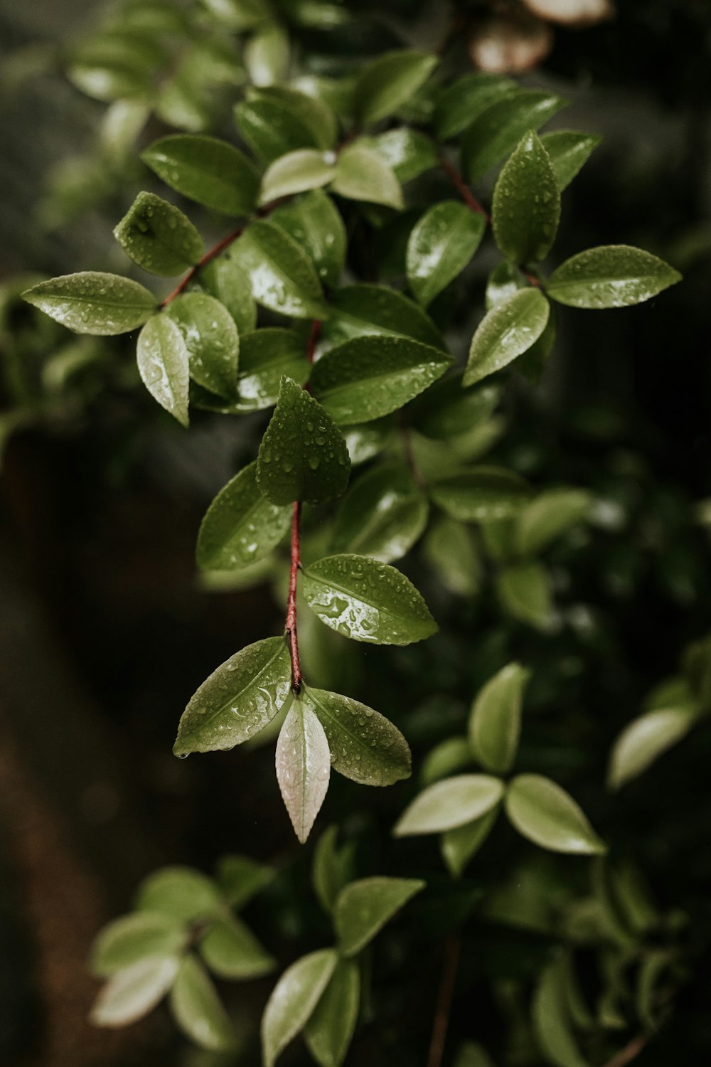 Un primo piano di una pianta con foglie verdi