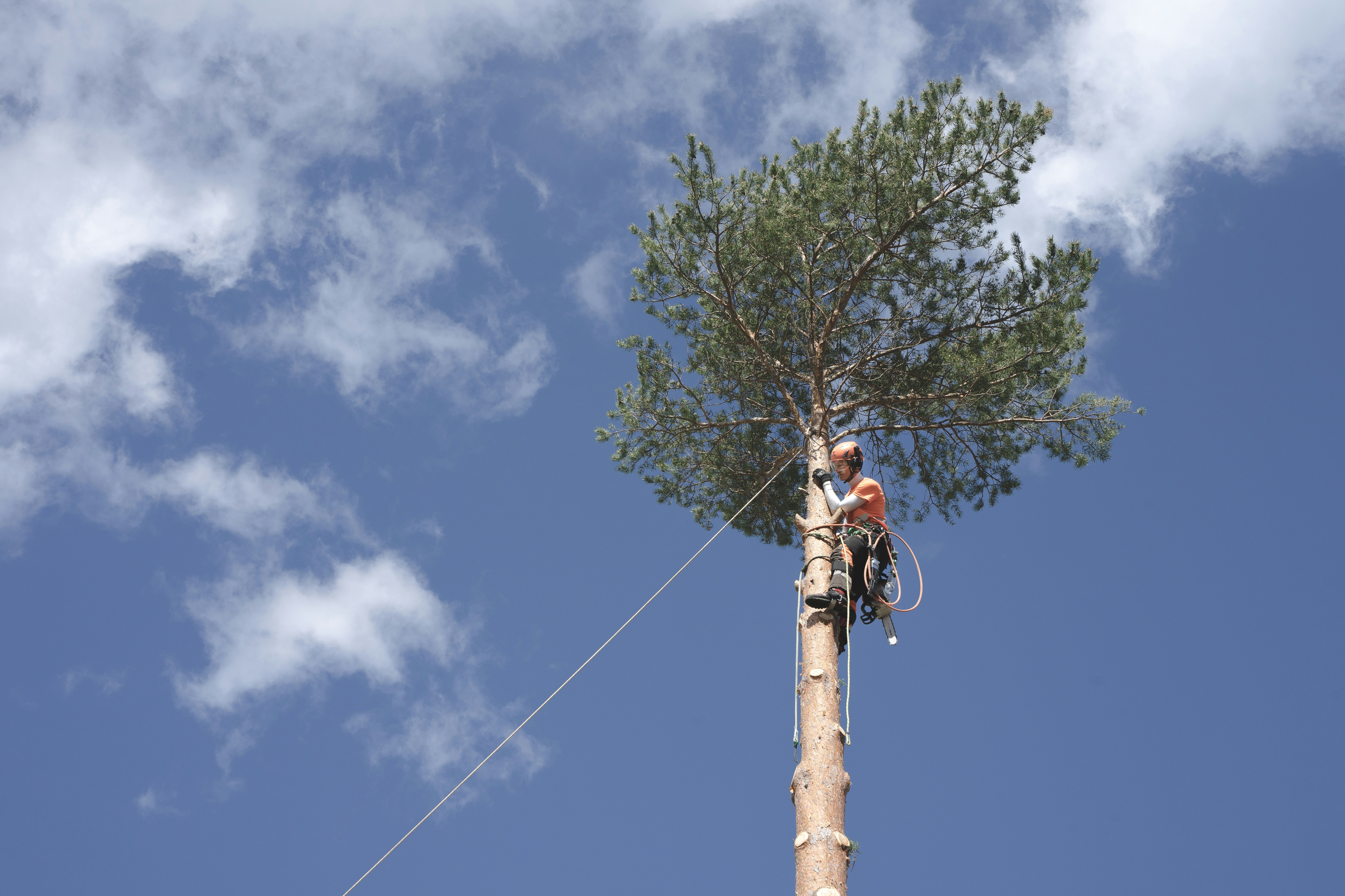 Emergency tree services in Pueblo, CO.