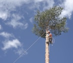 a man on a rope attached to a tree
