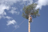An expert using safety gear to prune tall pine trees near a lawn in Gironde.