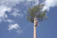 A skilled arborist in safety gear carefully trimming a tall tree using rope access techniques.