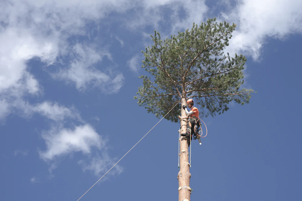 A lone arborist working at the very top of a tall, slender pine against a bright cloud-streaked sky.
